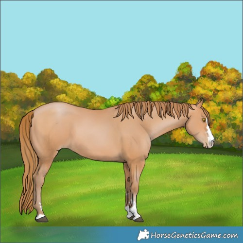 Horse Color:Bay Pearl 