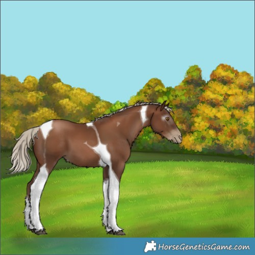 Horse Color:Gray Silver Black Pearl Tobiano 