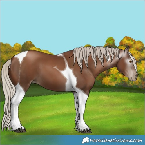 Horse Color:Gray Silver Black Pearl Tobiano