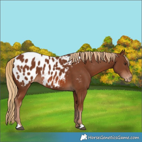 Horse Color:Chestnut Appaloosa 