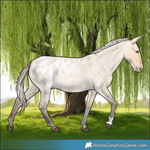Horse Color:Silver Buckskin Roan Dun Appaloosa