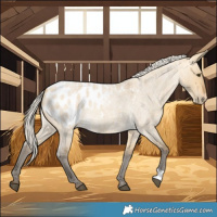 Horse Color:Silver Buckskin Roan Dun Blanket