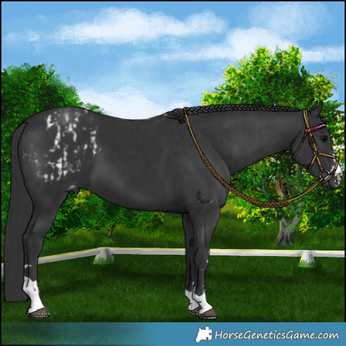 Horse Color:Black Appaloosa and Black Appaloosa