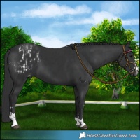 Horse Color:Black Appaloosa  and Black Appaloosa 