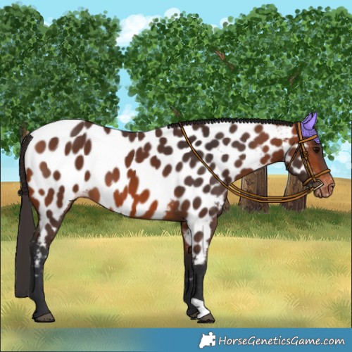 Horse Color:Bay Appaloosa 