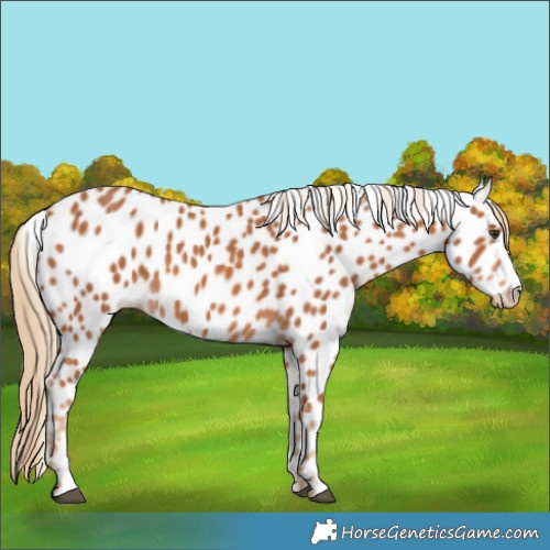 Horse Color:Chestnut Appaloosa 