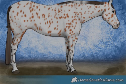 Horse Color:Bay Appaloosa 