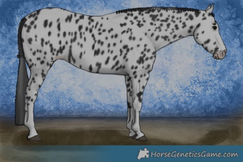 Horse Color:Black Appaloosa 