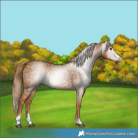 Horse Color:Gray Chestnut