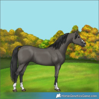 Horse Color:Grullo