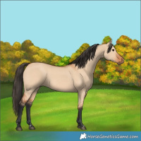 Horse Color:Bay Dun 