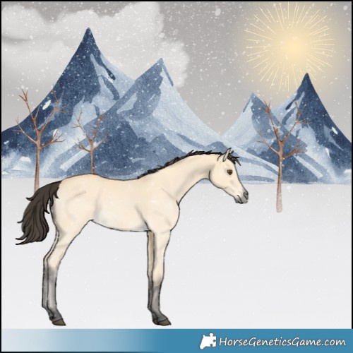Horse Color:Buckskin Dun