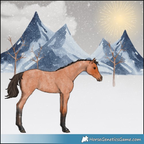 Horse Color:Bay Roan 