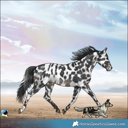 Horse Color:Black Mushroom Near Leopard