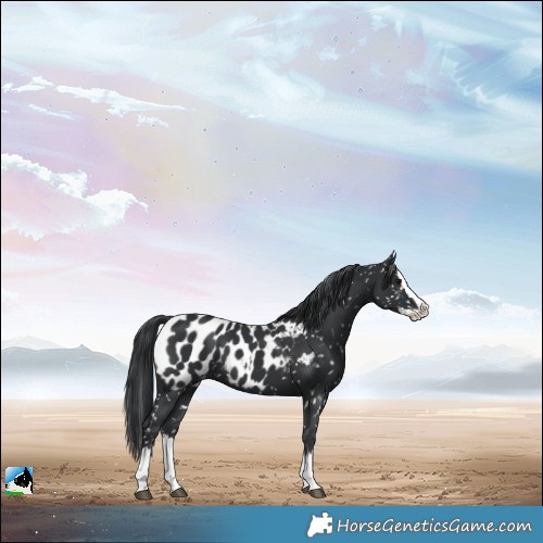 Horse Color:Black Splash Blanket