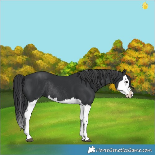 Horse Color:Black Splash Rabicano