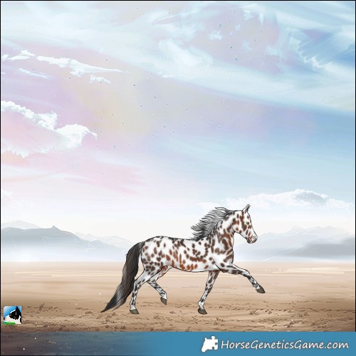 Horse Color:Brown Leopard 