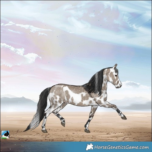 Horse Color:Brown Dun Skewed Appaloosa 