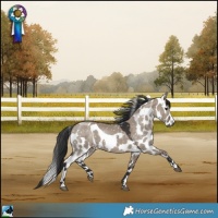 Horse Color:Brown Dun Skewed Appaloosa 