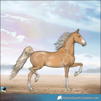 Horse Color:Palomino