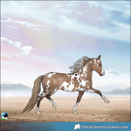 Horse Color:Liver Red Dun Skewed LP Spotted Rabicano