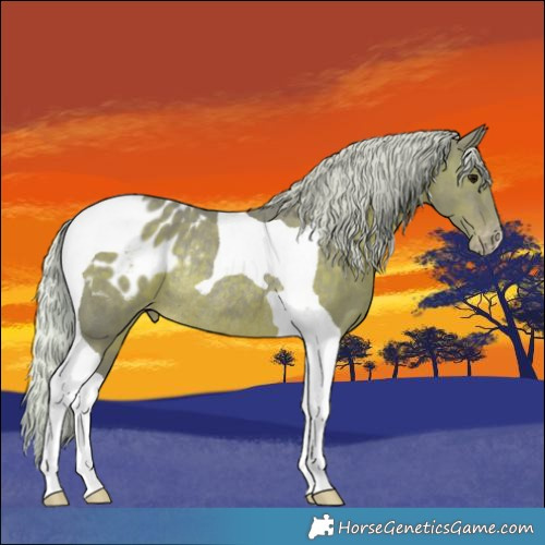 Horse Color:Watercolor Silver Black Tobiano Appaloosa Rabicano 