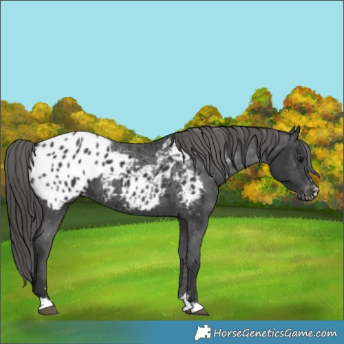 Horse Color:Black Blanket 