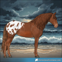 Horse Color:Chestnut Blanket 