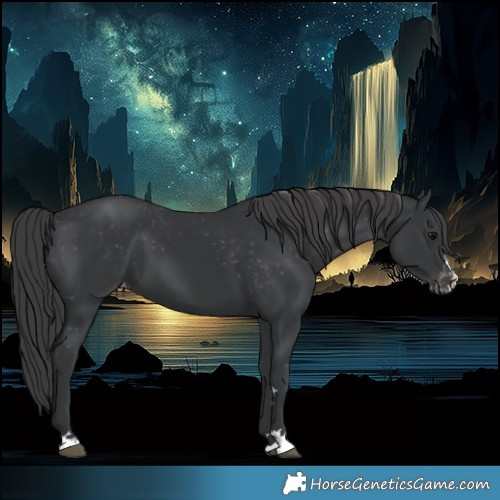 Horse Color:Black Appaloosa