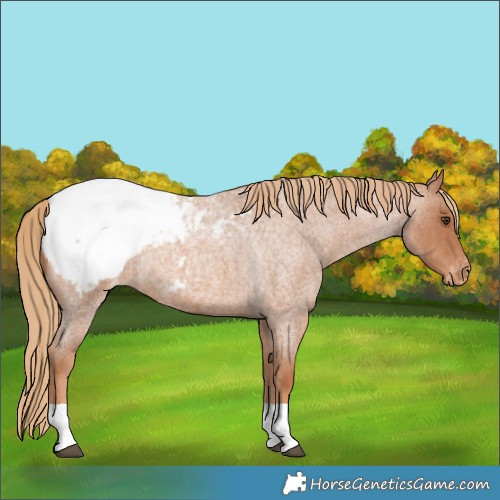 Horse Color:Red Roan Appaloosa 