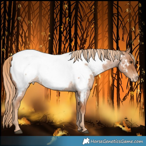 Horse Color:Red Roan Near Fewspot 