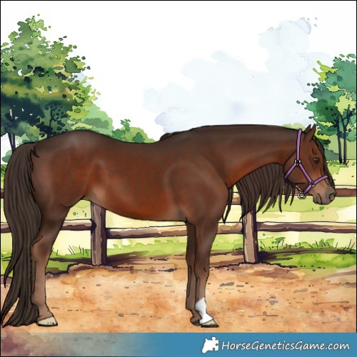 Horse Color:Liver Chestnut 
