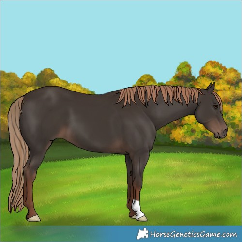 Horse Color:Liver Chestnut