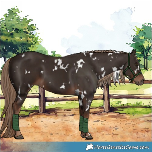 Horse Color:White Spotted Liver Chestnut 