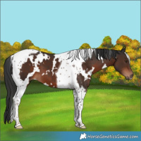 Horse Color:White Spotted Liver Chestnut Tobiano