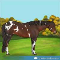Horse Color:White Spotted Liver Chestnut Tobiano 