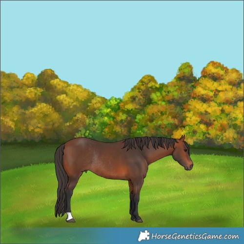 Horse Color:Bay Rabicano 