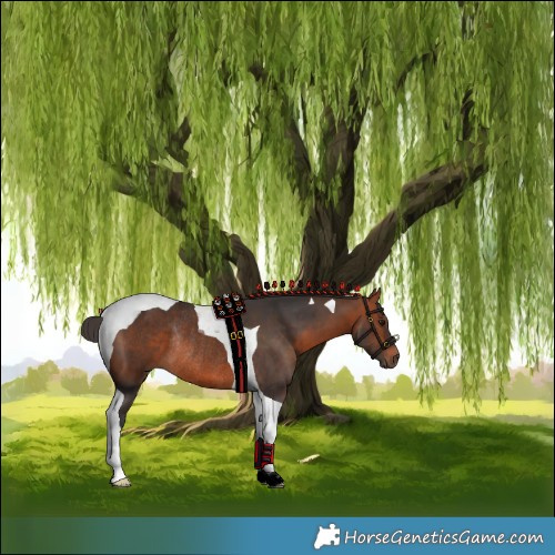 Horse Color:Bay Tobiano Rabicano 