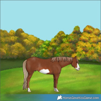 Horse Color:Chestnut Frame Rabicano