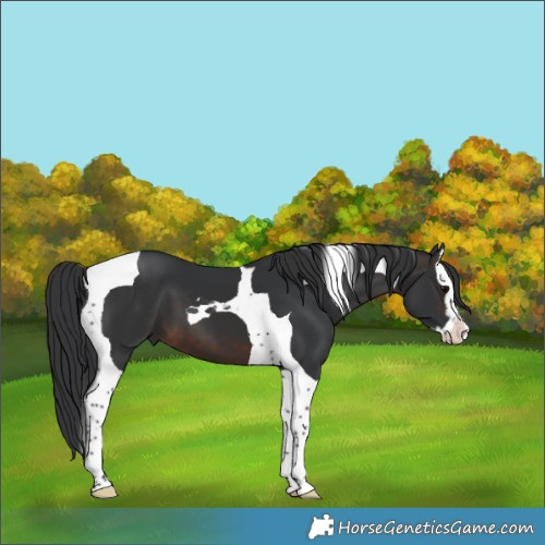 Horse Color:Brown Splash Tobiano 