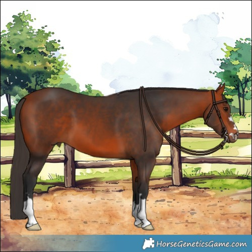 Horse Color:Bay 