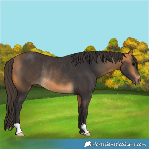 Horse Color:Buckskin Rabicano 