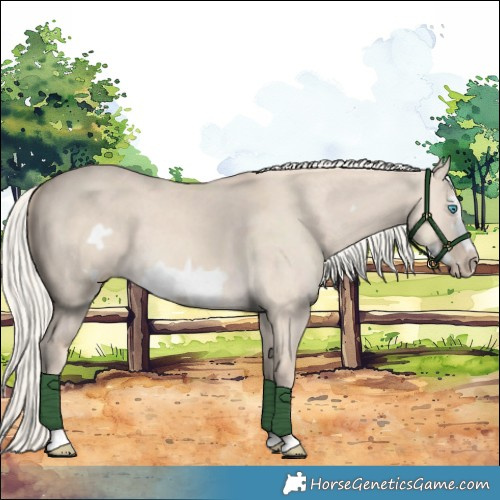 Horse Color:Cremello Dun Frame