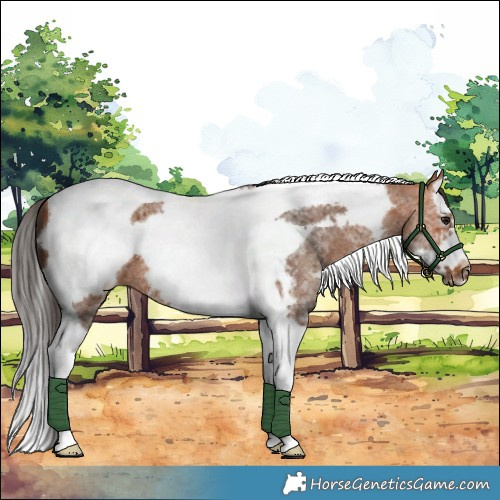 Horse Color:Bay Sabino Splash Tobiano Frame 