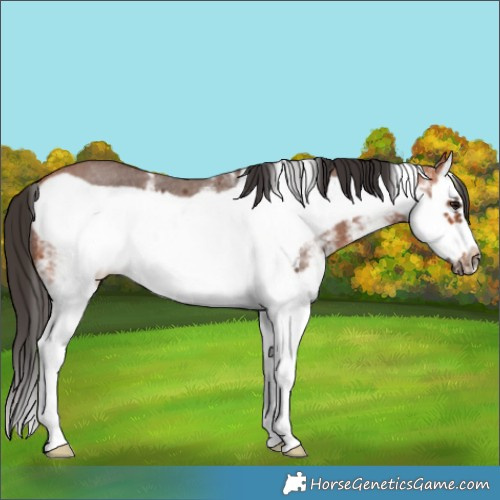 Horse Color:White Spotted Bay Splash Frame Rabicano