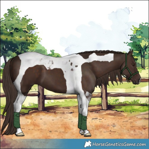 Horse Color:Liver Chestnut Tobiano 