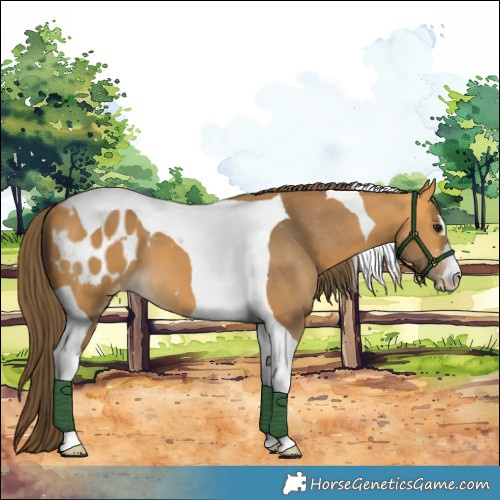 Horse Color:Buckskin Tobiano Appaloosa 