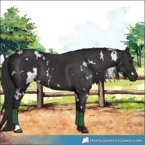 Horse Color:White Spotted Smoky Black 