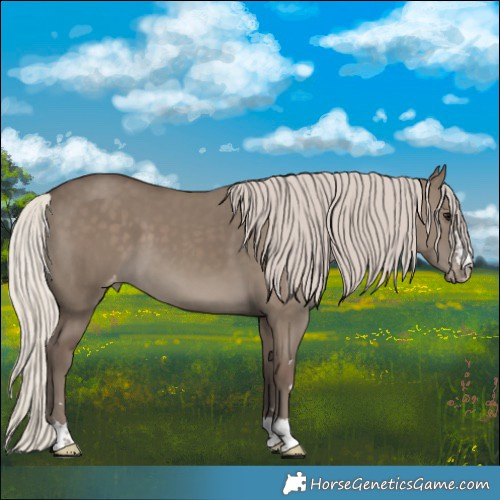 Horse Color:Silver Grullo Appaloosa