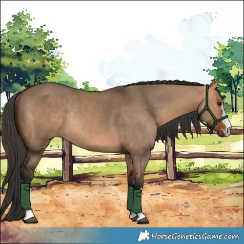 Horse Color:Bay Dun Rabicano 